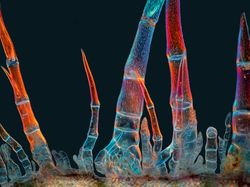 Foto Dunia Mikro Ini Nyata, Bukan Editan Photoshop!