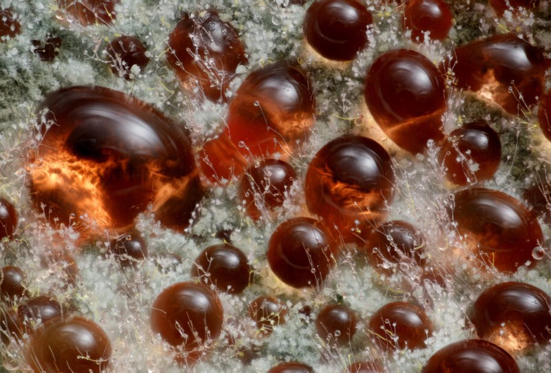 Nikon Small World Contest 2025