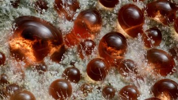 Karya Wim van Egmond menampilkan Jamur ( Talaromyces purpureogenus ) yang dikenal karena pigmen merahnya yang menyebar Foto: Nikon Small World