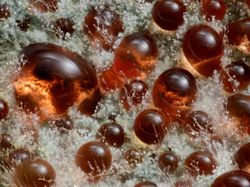 Foto Dunia Mikro Ini Nyata, Bukan Editan Photoshop!