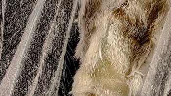 Karya You Zhang menampilkan Ngengat Geometridae bertelur Foto: Nikon Small World