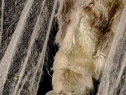 Foto Dunia Mikro Ini Nyata, Bukan Editan Photoshop!