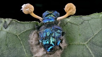 Karya Eduardo Carrasco abadikan Jamur parasit ( Cordycipitaceae ) pada lalat ( Calliphoridae) Foto: Nikon Small World