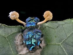 Foto Dunia Mikro Ini Nyata, Bukan Editan Photoshop!