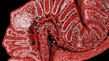 Karya Marius Mahlen abadikan Usus besar tikus yang diberi tanda fluoresen Foto: Nikon Small World