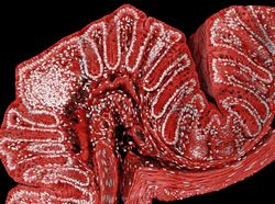 Foto Dunia Mikro Ini Nyata, Bukan Editan Photoshop!