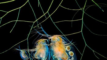 Karya Hong Guo abadikan Kutu air ( Daphnia ) dan alga Foto: Nikon Small World