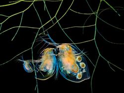 Foto Dunia Mikro Ini Nyata, Bukan Editan Photoshop!