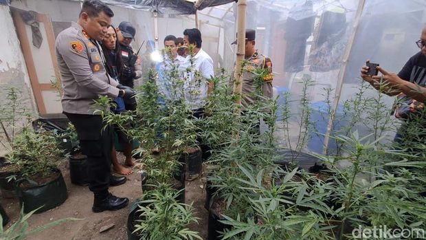 Pertanian ganja dalam rumah kontrakan di Jombang.
