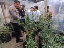 Licinnya Rama Sulap Kontrakan Jadi Ladang Ganja, Tak Terendus Tetangga