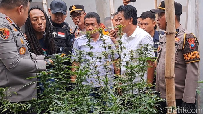 Terkuaknya Pertanian Ganja Tersembunyi dalam Rumah Kontrakan di Jombang