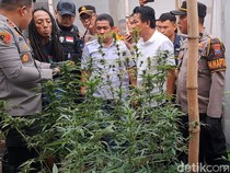 Pasangan Suami Istri Diduga Jadi Dalang Pertanian Ganja di Jombang