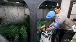 Polisi Gerebek Pertanian Ganja di Jombang