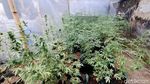 Polisi Gerebek Pertanian Ganja di Jombang