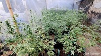 Polisi menemukan 4 greenhouse gaja di kamar depan dan belakang, dapur, serta di kebun belakang rumah.