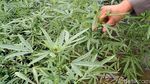 Polisi Gerebek Pertanian Ganja di Jombang