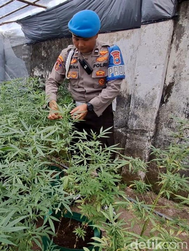 Polisi Gerebek Pertanian Ganja di Jombang