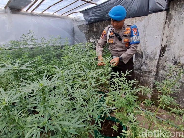 Polisi Gerebek Pertanian Ganja di Jombang