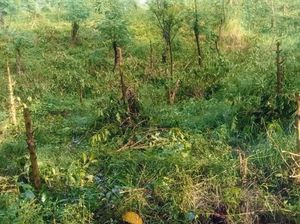 Lagi Ribuan Pohon Kopi Milik PTPN Ditebang OTK