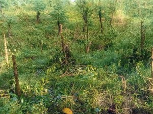 Lagi Ribuan Pohon Kopi Milik PTPN Ditebang OTK