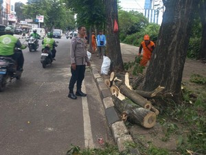 Terjadi Lagi Pohon Tumbang di Jakarta Timpa Warga