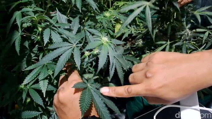 Ada 110 Pohon Disita dari Pertanian Ganja di Rumah Kontrakan Jombang