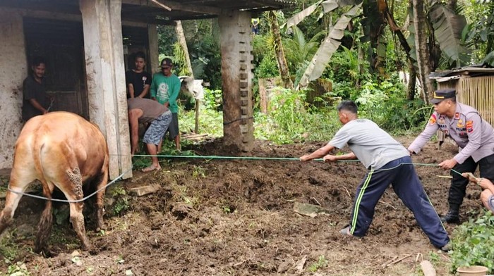 Pria di Pacitan Ditemukan Tewas Diduga Diinjak-injak Sapinya