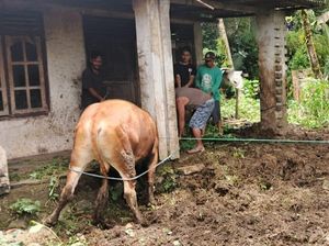 Pria di Pacitan Ditemukan Tewas Diduga Diinjak-injak Sapinya