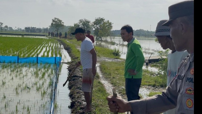 Warga Kedali Lamongan Lawan Hama Tikus Tanpa Jebakan Listrik