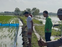 Warga Kedali Lamongan Lawan Hama Tikus Tanpa Jebakan Listrik
