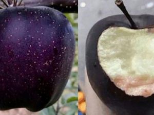 5 Fakta Apel Black Diamond yang Langka, Harganya Rp 100 ribu Sebiji