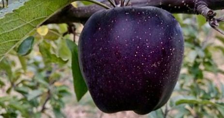 Black diamond apple