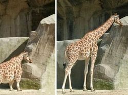 Banyak yang Tertipu! Foto Viral Ini Aslinya Palsu, Hasil Editan