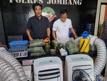 Biji Ganja yang Ditanam di Rumah Pertanian Jombang Impor dari London