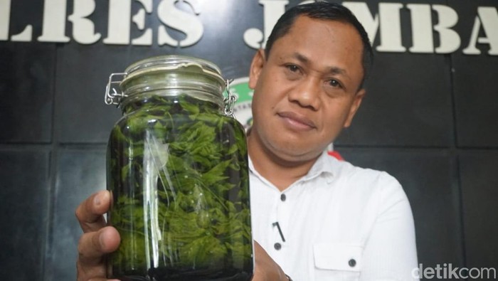 Petani Ganja di Jombang juga Eksperimen Fermentasi untuk Diminum