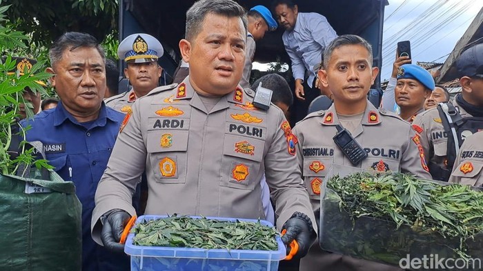 Rumah Pertanian Ganja di Jombang Tak Pernah Tercium Warga