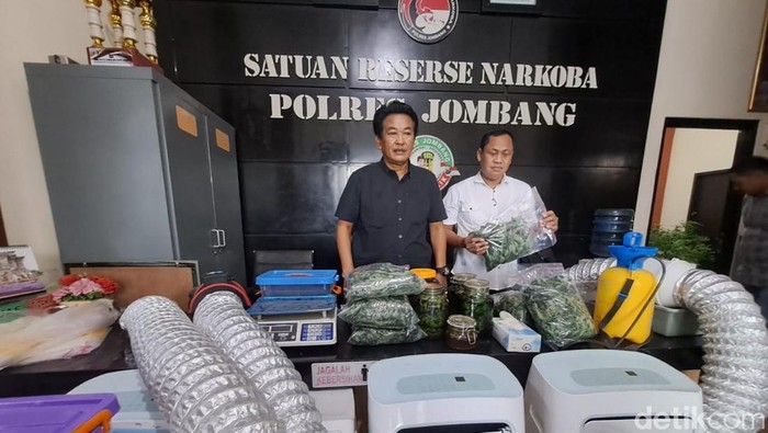 Polisi Tetapkan 2 Tersangka Pertanian Ganja di Rumah Kontrakan Jombang