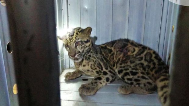 Macan Dahan. (BKSDA Kalsel) Macan Dahan. (BKSDA Kalsel)