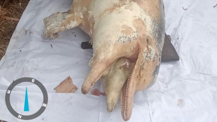 Viral Lumba-lumba 2,4 Meter Ditemukan Mati di Sungai Rokan Hulu