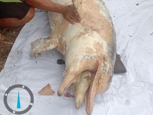 Viral Lumba-lumba 2,4 Meter Ditemukan Mati di Sungai Rokan Hulu