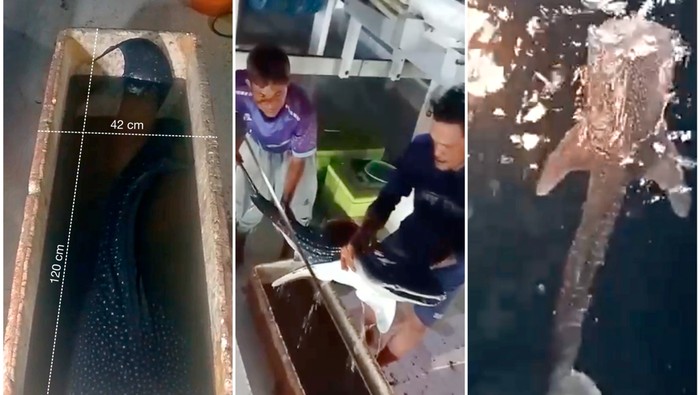 Bayi Hiu Paus Ditemukan di Teluk Saleh NTB, Pertama Kalinya di RI!