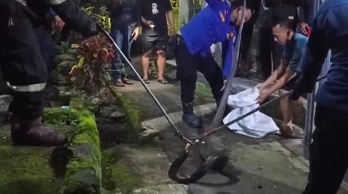 Berjibaku 1 Jam! Damkar Evakuasi Kobra 4,5 Meter dari Got Sempit