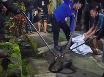 Berjibaku 1 Jam! Damkar Evakuasi Kobra 4,5 Meter dari Got Sempit