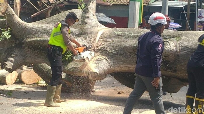 Brakk! Pohon Randu Raksasa Tetiba Tumbang di Jalan Raya Pekalongan