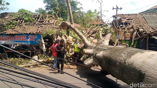 Petugas gabungan mengevakuasi pohon randu raksasa tumbang di Jalan Raya Pekalongan, Selasa (16/12/2025). Petugas gabungan mengevakuasi pohon randu raksasa tumbang di Jalan Raya Pekalongan, Selasa (16/12/2025).