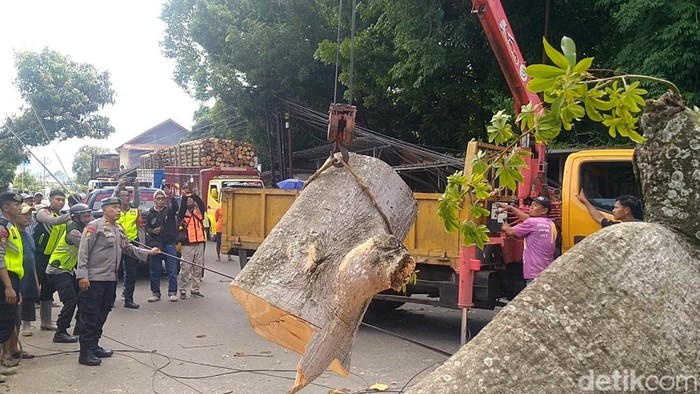 Pohon Randu Raksasa Tumbang di Jalan Raya Pekalongan gegara Lapuk