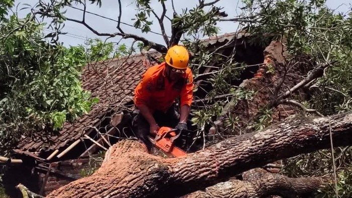 Pohon Tumbang Timpa Rumah Warga di Cilegon, Bagian Dapur Ambruk