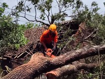 Pohon Tumbang Timpa Rumah Warga di Cilegon, Bagian Dapur Ambruk
