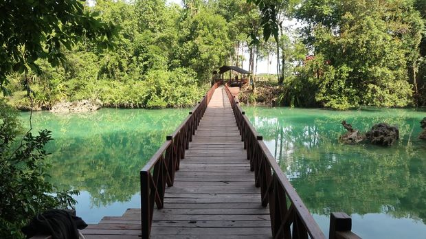 Pulau Kakaban, Berau Jembatan kayu hutan mangrove di Pulau Kakaban.