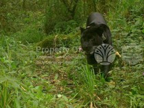 Perjalanan Slamet Ramadan, Macan Tutul Kumbang Penghuni Gunung Ciremai